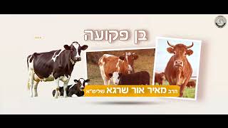 🐄 פרק 7 : בן פקועה – יש לי מושג ביהדות! | הסבר + המחשה וידיאו 🔍🎬 | הרב מאיר אור שרגא (ארגון קול הלשון) - התמונה מוצגת ישירות מתוך אתר האינטרנט יוטיוב. זכויות היוצרים בתמונה שייכות ליוצרה. קישור קרדיט למקור התוכן נמצא בתוך דף הסרטון
