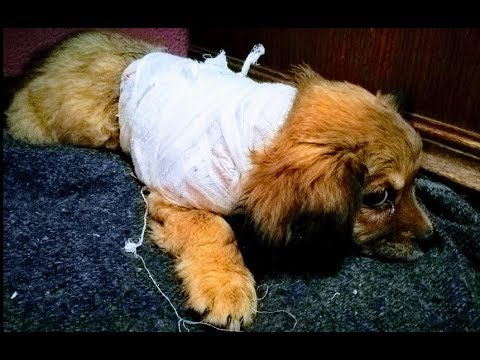 Дикуль лечение поясницы Боль в шее что означает