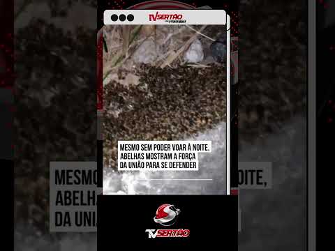 O MISTÉRIO DAS ABELHAS NO ESCURO: O que elas fazem quando a luz apaga? 🐝🌑