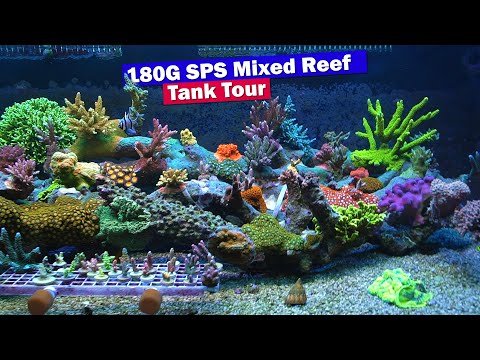 Robert's 180G SPS Dominant Mixed Reef Tank Tour