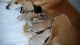 Download lagu Farlat Saluki - Fara & Coral Charm babies 3 day mp3 Download lagu Farlat Saluki - Fara & Coral Charm babies 3 day mp3