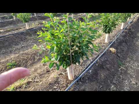 Orchard of the Future Update