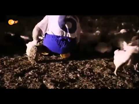 Massentierhaltung   Doku 2015 NEU in HD   YouTube