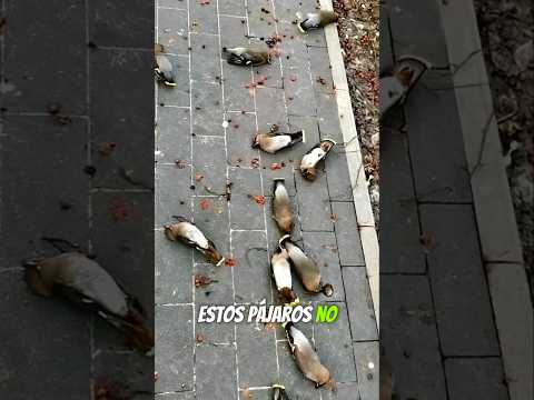 Pajaros embriagados #datoscuriosos #datosquenosabias #sabiasque #curiosidadesmundiales