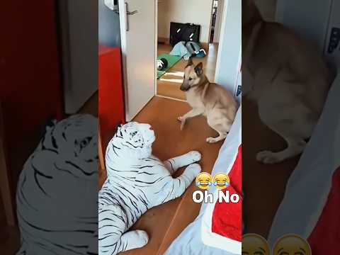 Drôle de réaction des chiens face à la peur