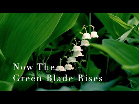 175 SDA Hymn - Now The Green Blade Rises (Singing w/ Lyrics)