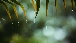 A light rain can spread soil bacteria far and wide