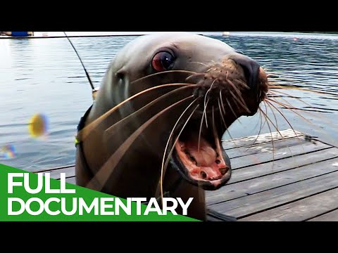 Lions of the Deep | Blue Realm | Free Documentary Nature
