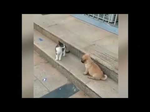 Funny Dogs And Cats Videos 2023 😅👌 - Best Animal Videos Of The Month 😁 #2022