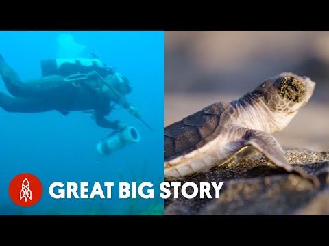 Saving Our Seas: Ocean Warriors Battling To Turn the Tide