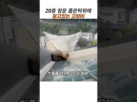 20층 창문밖 고양이 구조#고등어테비#동물구조