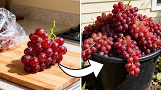 How to Get FREE Grape Vines from Store Bought Grapes