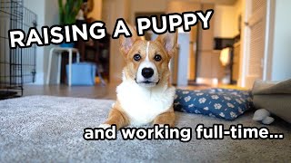 Raising a Puppy While WORKING FULL TIME | Q&A, Vlog, and Advice for New Owners!