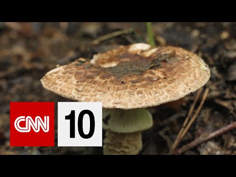 蘑菇會改變我們所知道的包裝嗎？| 2019年3月20日 (Could Mushrooms Change Packaging As We Know It? | March 20, 2019)