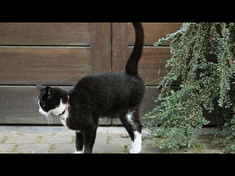 Is your cat urine spraying? Why do cats urine mark?