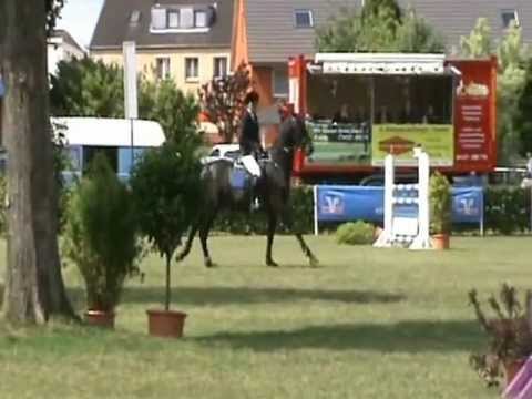 L´ami noir, 5years, holsteiner gelding, Cormint - Corrado - Alcatraz (SOLD)
