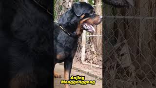 Download lagu Anjing Menggonggong mp3