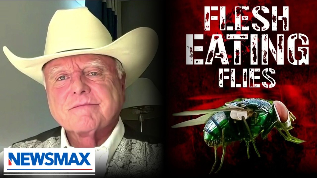 Screwworm outbreak ‘coming': TX agriculture commissioner warns