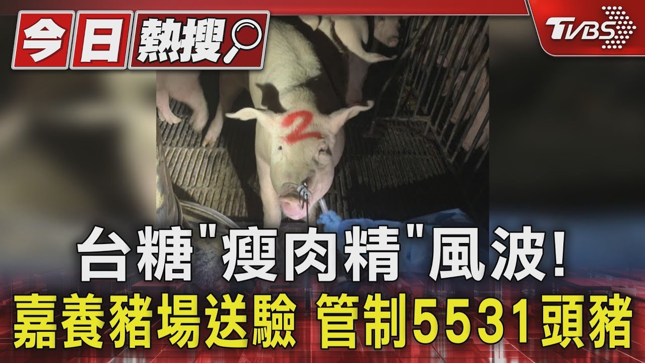 台糖「瘦肉精」風波!嘉義養豬場送驗 管制5531頭豬