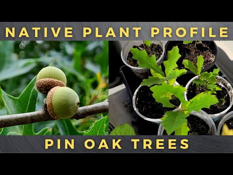 How to Grow Pin Oak Trees - Complete Profile / Germinate Acorn