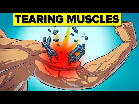 What Really Happens to Your Muscles During a Workout