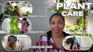 Plant Care ~ Hoya Heuchkeliana, Pothos, Anthurium Queen of Hearts, Philodendron Micans ~