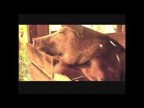 Anunciamos Jesus 21/07/2000 Amor do Pai - Parte 4/4