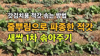 줄뿌림으로 파종한 적갓 새싹 1차 솎아주기 / 갓김치용 적갓 솎는 방법