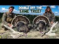 TWO TURKEYS Off The SAME TREE Public Land Turkey Hunting Out West