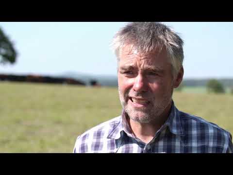 Sicherer Umgang mit Rindern - Sicheres Treiben