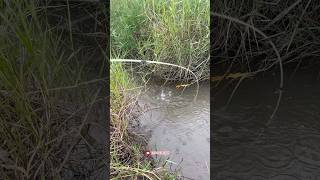 Download lagu Fishing during heavy rain, I caught jaer fish and big betok fish🔥🤤 mp3