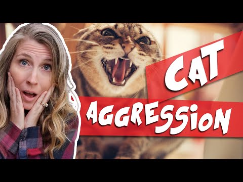 The Truth About Aggressive Cats