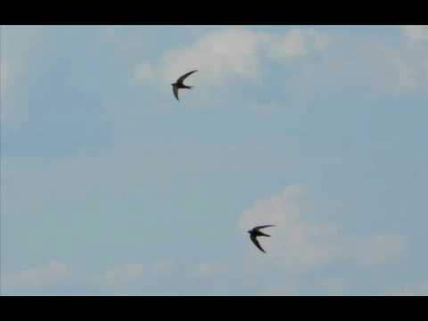 Aleksandar Aca Karadžin - Vrati se - Izvođač Milan Prunić i Uspomene