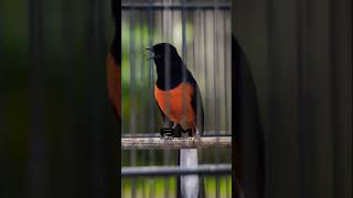 Download lagu Murai Batu Gacor Ngerol isian trucukan ropel #muraibatu #muraibatugacor #murai #muraigacor #muraibat mp3