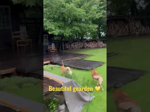 リサイクルされたオブジェクトを使った庭の装飾: 外装を一新する 13 のアイデア  庭園