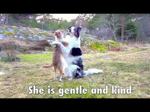 The most amazing dog tricks – SPLASH the border collie!