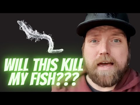 Detritus Worms - Are they GOOD or BAD for your fish tank?