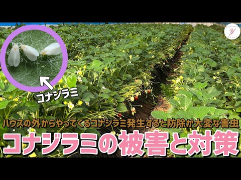 植物についたコナジラミを駆除するにはどうすればよいですか?どの植物が最も影響を受けますか?  庭園
