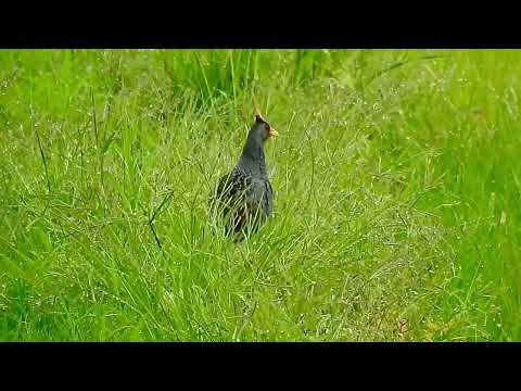 Watercock - male full breeding plumage