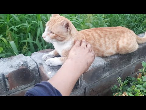 Beautiful Cat During Walk | Bhai Avtar Singh Dharowali ( Jalandhar Wale )