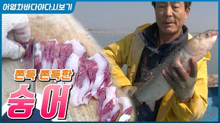 뜰채로도 잡고 그물로도잡고 그리고 어란까지! 지금 제철인 숭어! [어영차바다야]