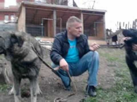 Sarplaninci Rozaje...Psi restelicke krvi..KALJOSH & BARAK....