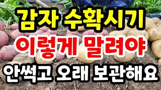 감자수확시기 / 말렸다 보관하면 오랫동안 썩지않고 맛있게 드실수 있어요/감자보관방법 /감자 오래보관하는 방법
