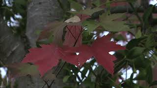 Download lagu MENGAPA KITA HARUS BER   MERIAM BELLINA Indonesian Malay Karaoke mp3