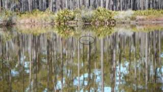 preview picture of video 'Okefenokee and Ocala Trip.wmv'