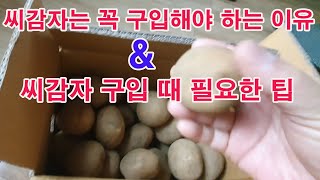 씨감자는 꼭 구입해야 하는 이유 & 씨감자 구입 때 필요한 팁 (감자 재배, 감자 심기, 봄감자 재배, 우량…