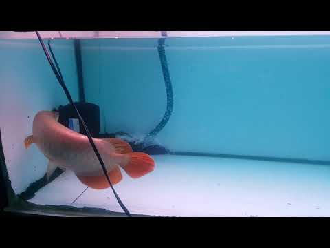 download lagu mp3 mp4 Chili Red Arowana Colour Development, download lagu Chili Red Arowana Colour Development gratis, unduh video klip Chili Red Arowana Colour Development