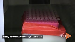 Quick Tips – Freezing cells after sorting in the NEBNext Single Cell/Low Input RNA workflow