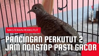 Download lagu Pancingan Perkutut 2 Jam Nonstop Pasti Ikut Gacor mp3 Download lagu Pancingan Perkutut 2 Jam Nonstop Pasti Ikut Gacor mp3