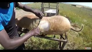 Dehairing a pig or hog - Easy diy